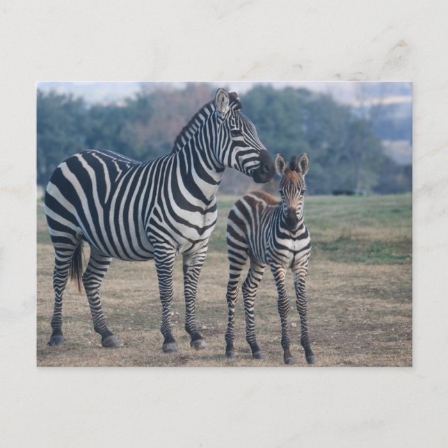 Postal Cría de cebra y madre (Anverso)