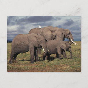 Postal Cría de elefante africano con familia