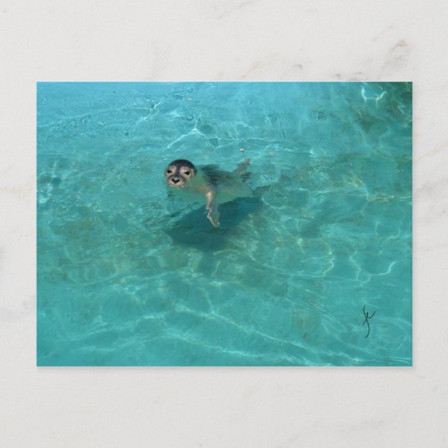 Postal Cría de foca (Anverso)