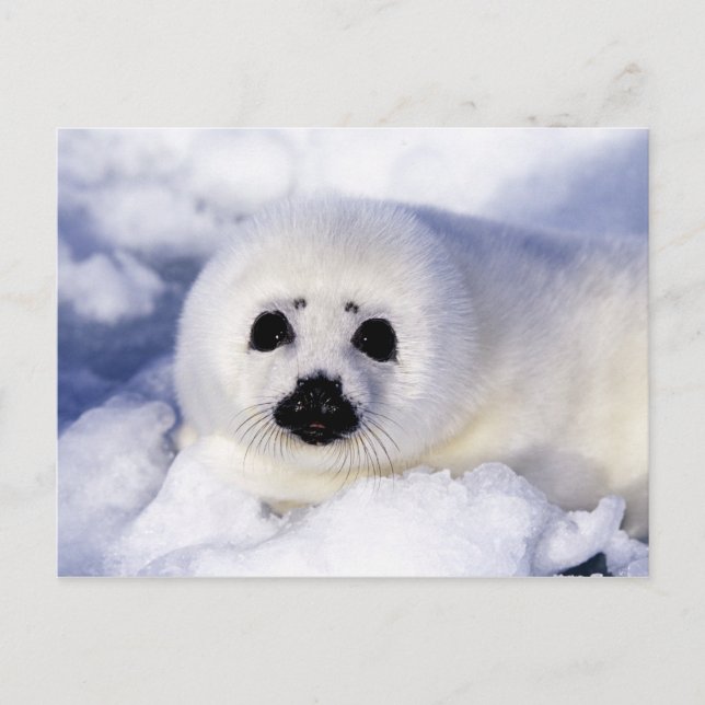 Postal Cría de foca arpa hielo Golfo de San Lorenzo, (Anverso)