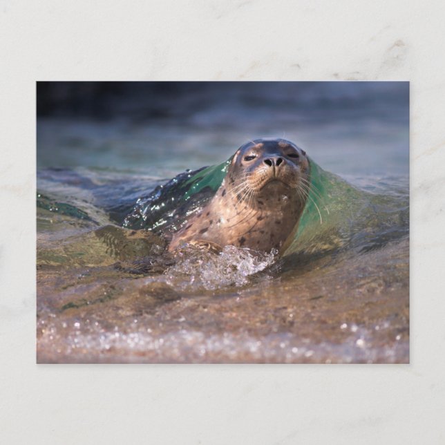 Postal Cría de foca común (Anverso)