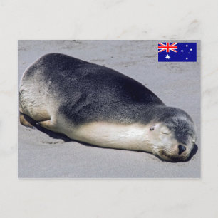 Postal Cría de foca durmiendo en una playa - Australia