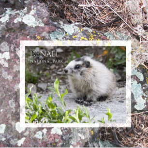 Postal Cría de marmota, Parque Nacional Denali