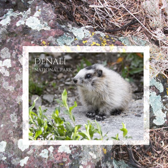 Postal Cría de marmota, Parque Nacional Denali (Subido por el creador)
