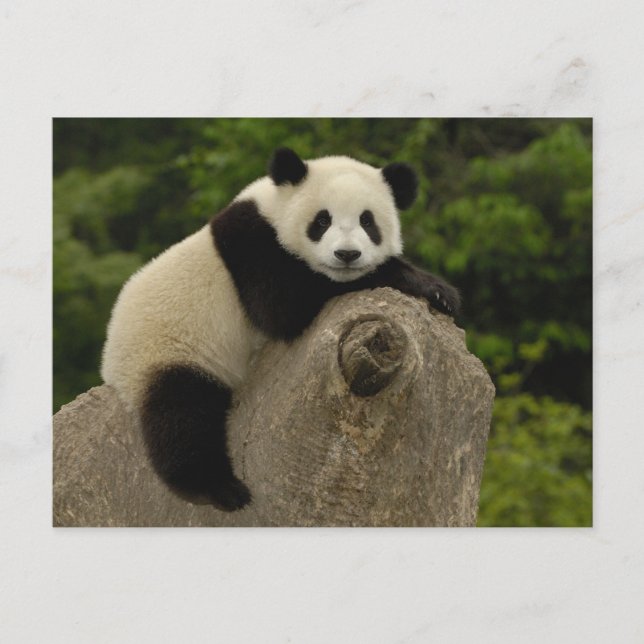 Postal cría de panda gigante (Anverso)