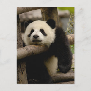 Postal cría de panda gigante (Ailuropoda melanoleuca)