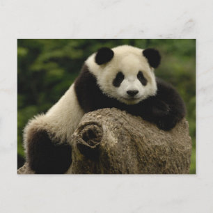 Postal cría de panda gigante (Ailuropoda melanoleuca)