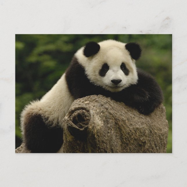 Postal cría de panda gigante (Ailuropoda melanoleuca) (Anverso)