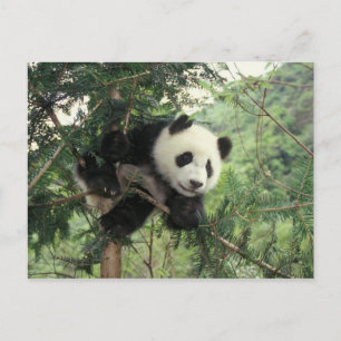 Postal Cría de panda gigante trepa a un árbol, Valle de W