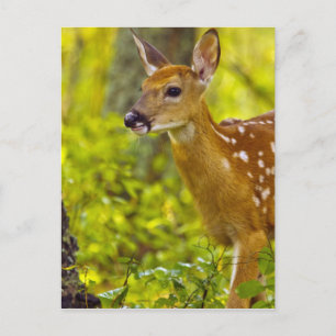 Postal Cria de venado de cola blanca en Whitefish, Montan