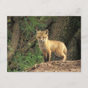 Postal Cría de zorro rojo frente a la madriguera (Vulpes