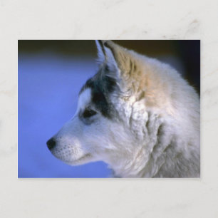 Postal Cría Husky Siberiano