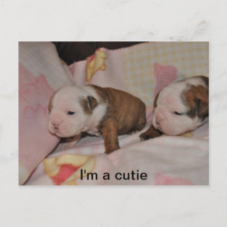 Postal crías de bulldog
