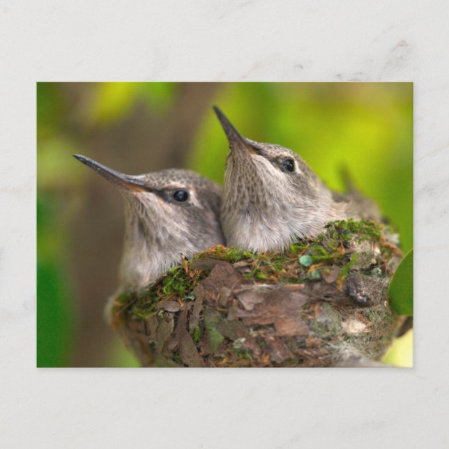 Postal Crías de colibríes (Anverso)
