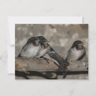 Postal Crías de golondrina en una rama