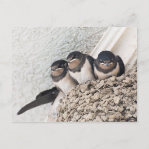 Postal Crías de golondrina sentadas en el nido