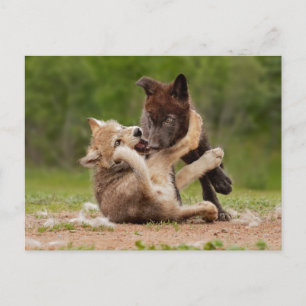 Postal Crías de lobo gris luchando