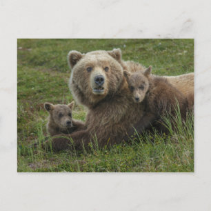 Postal Crías de oso pardo acariciando a su madre