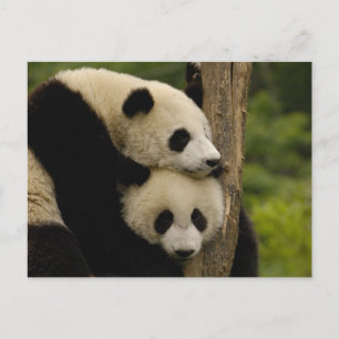 Postal crías de panda gigante Ailuropoda melanoleuca)
