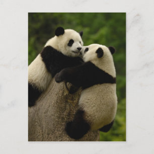 Postal Crías de panda gigante (Ailuropoda melanoleuca)