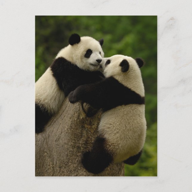 Postal Crías de panda gigante (Ailuropoda melanoleuca) (Anverso)