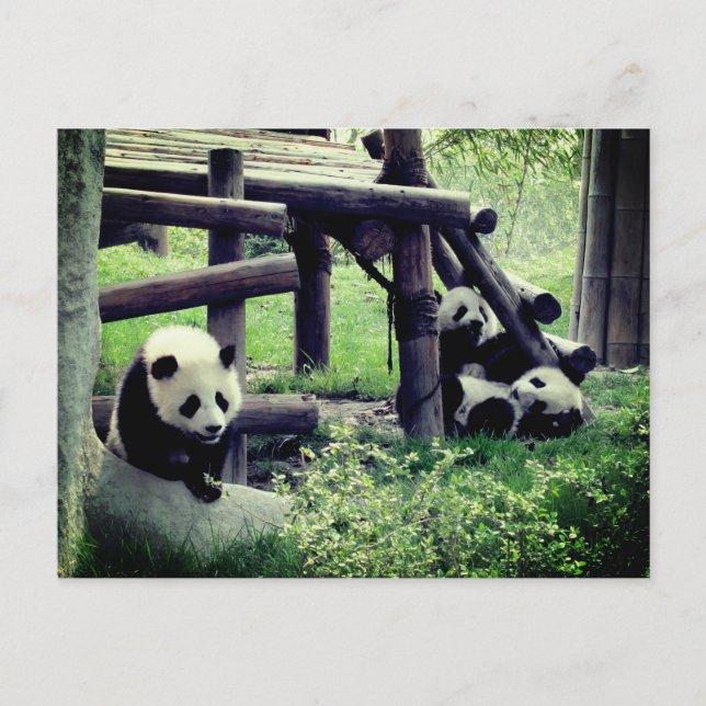 Postal Crías de pandas en el zoológico (Anverso)