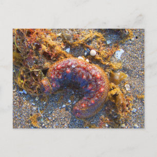 Postal criatura roja de algas de pepino de mar
