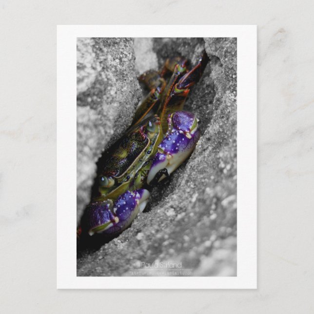 Postal Criatura Tecnicolor (Anverso)