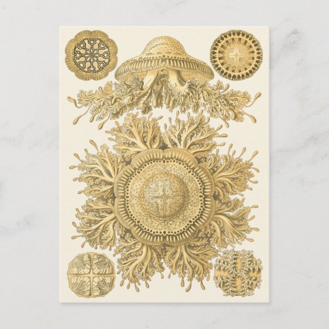 Postal Criaturas del Mar de Oro (Anverso)