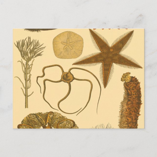 Postal Criaturas submarinas (Anverso)