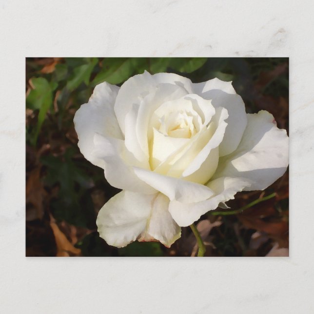 Postal Cricket Diane Romantic White Rose Blossom (Anverso)