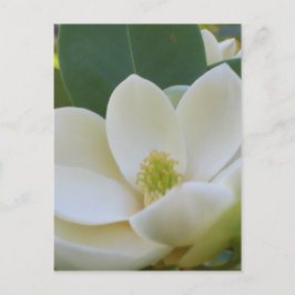 Postal Cricket Diane Southern Magnolias