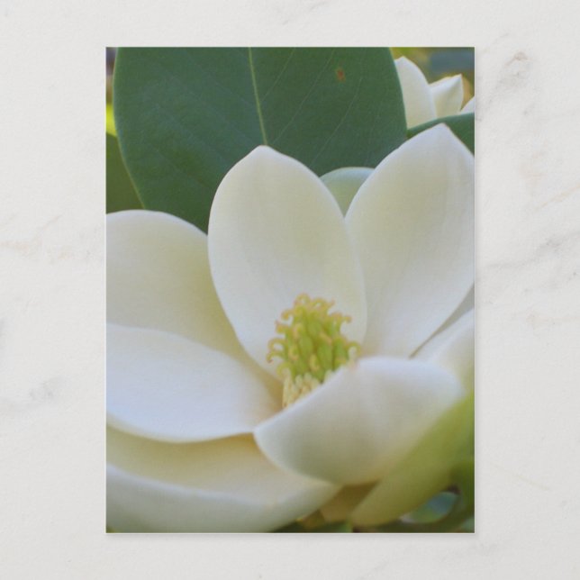 Postal Cricket Diane Southern Magnolias (Anverso)