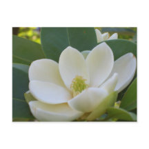 Cricket Diane Southern Magnolias