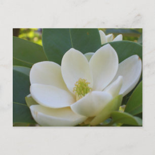 Postal Cricket Diane Southern Magnolias