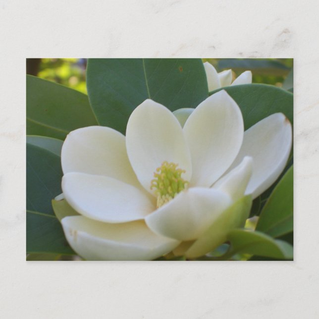 Postal Cricket Diane Southern Magnolias (Anverso)