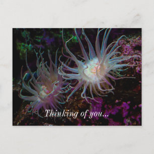 Postal Crimson Anemone