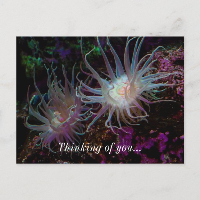 Postal Crimson Anemone (Anverso)