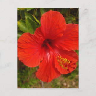 Postal Crimson Hibiscus Glow