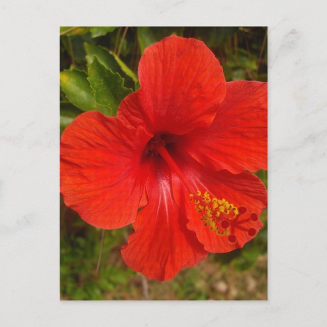 Postal Crimson Hibiscus Glow (Anverso)