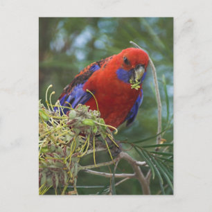 Postal Crimson Rosella