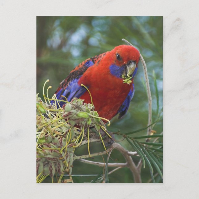 Postal Crimson Rosella (Anverso)