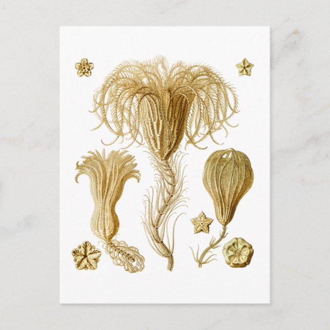 Postal Crinoides (Anverso)