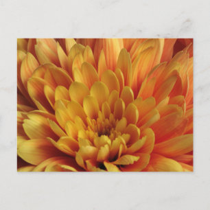 Postal Crisantemo amarillo