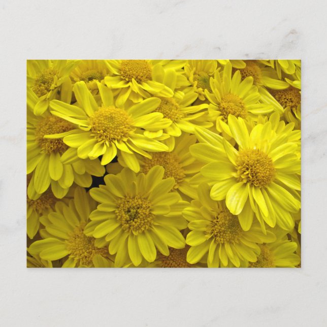 Postal Crisantemo Amarillo Sunshine (Anverso)