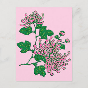 Postal Crisantemo de araña chino - rosa suave