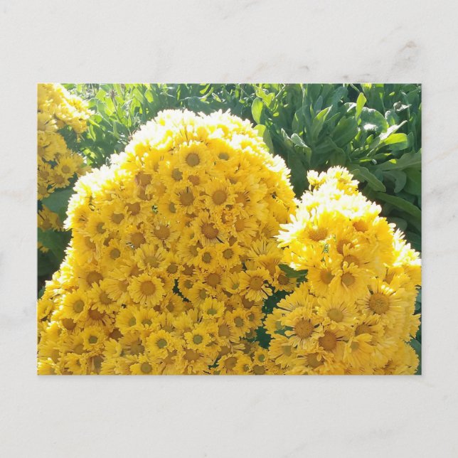 Postal Crisantemos amarillos a la luz del sol (Anverso)