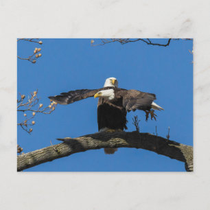 Postal Criss Cross Eagles