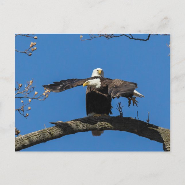 Postal Criss Cross Eagles (Anverso)