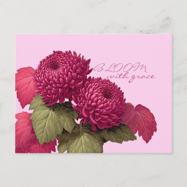 Postal Cristantemo Botánico Magenta Vintage (Anverso)